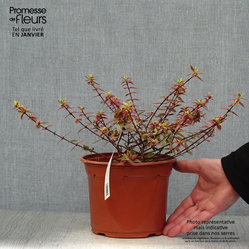 Amostra de Abelia grandiflora Tricolor Charm Vaso de 3 L/4 L tal como entregue no inverno