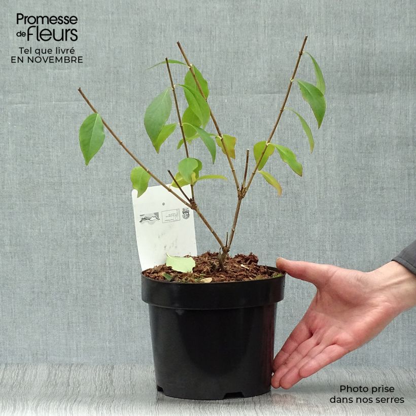 Amostra de Abélia mosanensis Monia Vaso de 3 L/4 L tal como entregue no outono