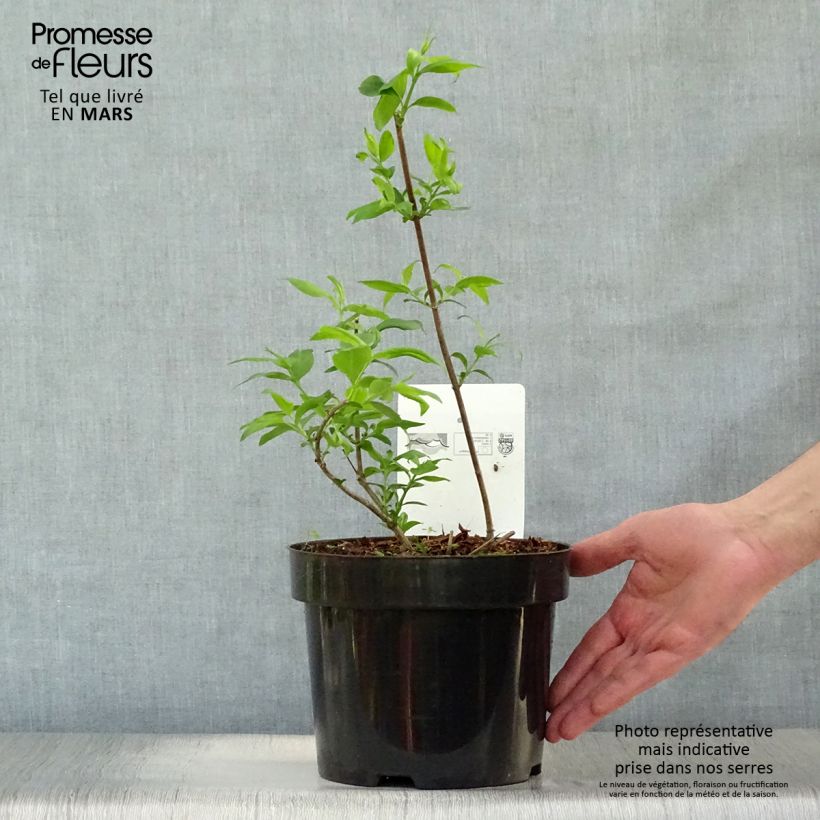 Amostra de Abélia mosanensis Monia Vaso de 3 L/4 L tal como entregue na primavera
