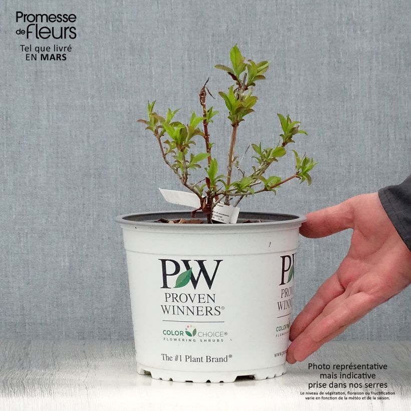 Amostra de Abelia mosanensis Sweet Emotion Vaso de 3 L/4 L tal como entregue na primavera