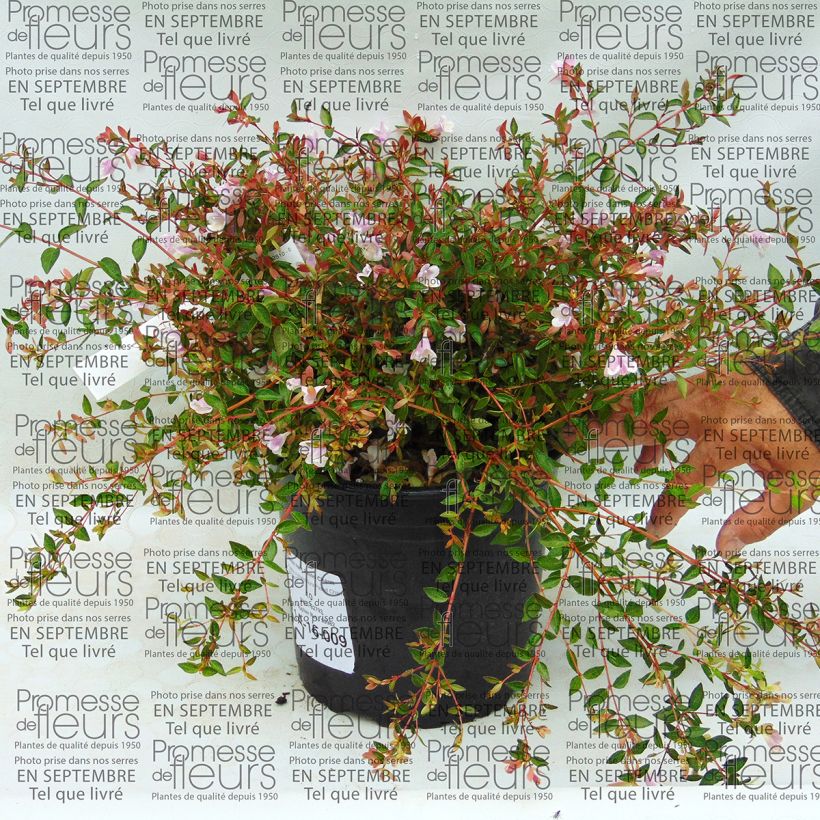 Exemplo de amostra de Abelia nain Pastel Charm Vaso de 4 L/5 L tal como entregue