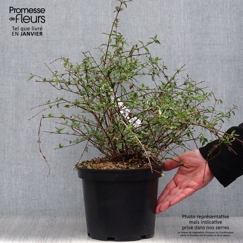 Amostra de Abelia parviflora Bumble Bee Vaso de 4 L/5 L tal como entregue no inverno