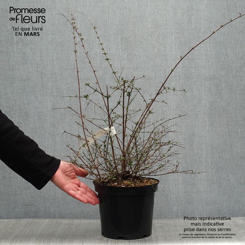 Amostra de Abélia parviflora Bumble Bee Vaso de 4 L/5 L tal como entregue na primavera