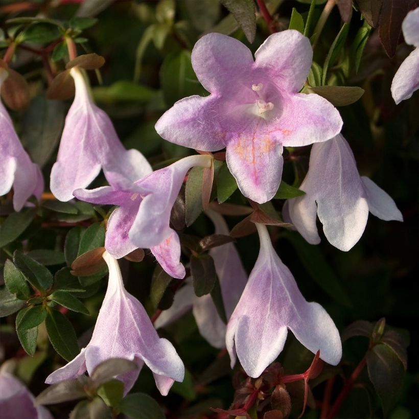 Abélia grandiflora Pinky Bells (Floração)