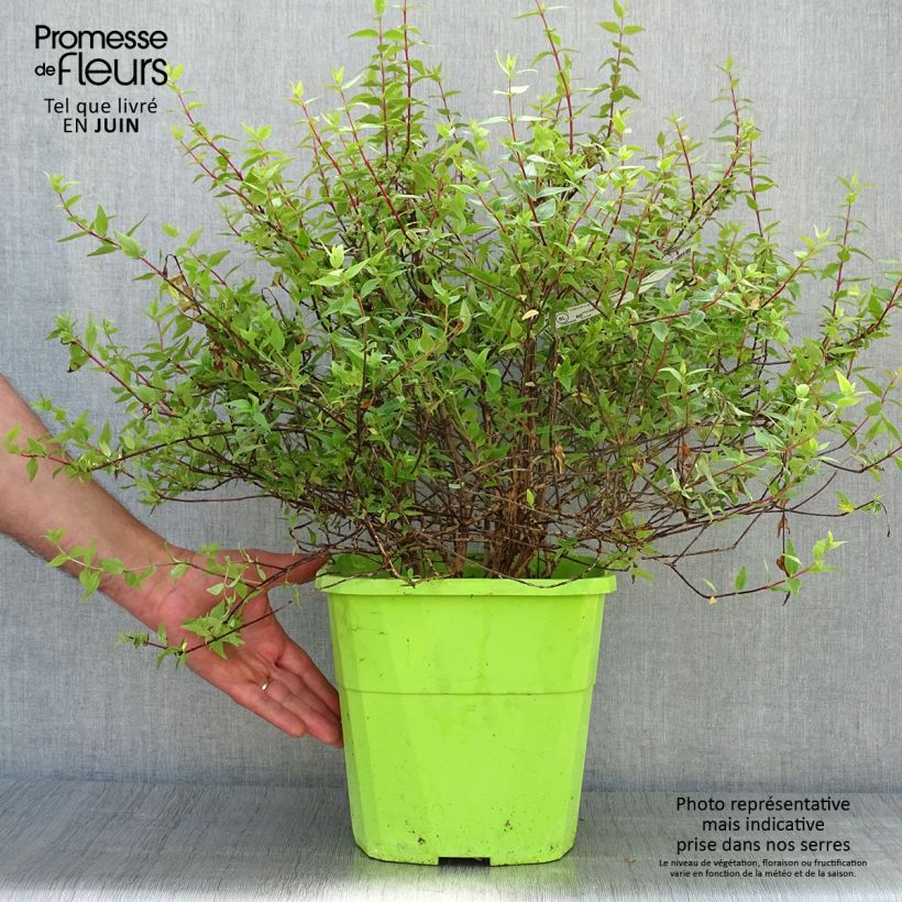 Amostra de Abélia grandiflora Happy Daydream Vaso de 3 L/4 L tal como entregue no verão