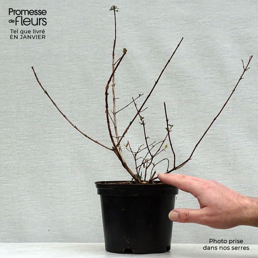 Amostra de Abelia x grandiflora Sunny Charm - Abélia à grandes fleurs. Vaso de 2 L/3 L tal como entregue no inverno