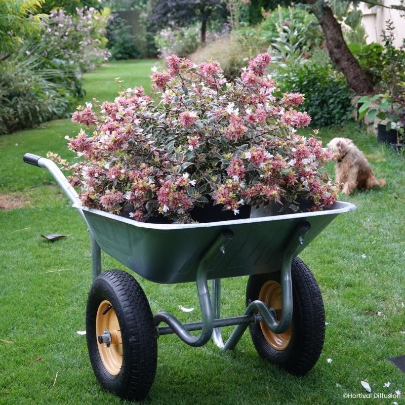 Abélia grandiflora Psykedelik (Hábito)