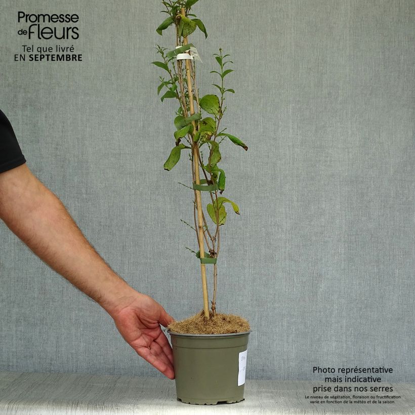 Amostra de Abeliophyllum distichum Roseum Vaso de 2 L/3 L tal como entregue no outono