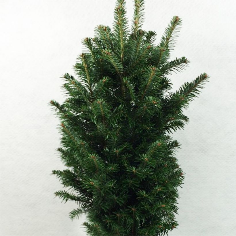 Abies alba Pyramidalis (Hábito)