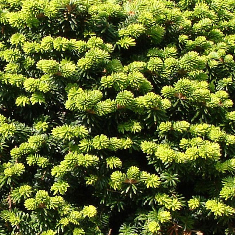 Abies balsamea Nana (Folhagem)
