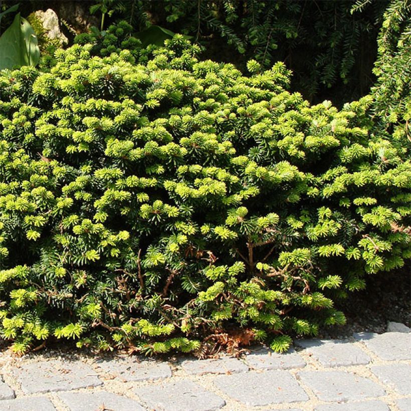 Abies balsamea Nana (Hábito)