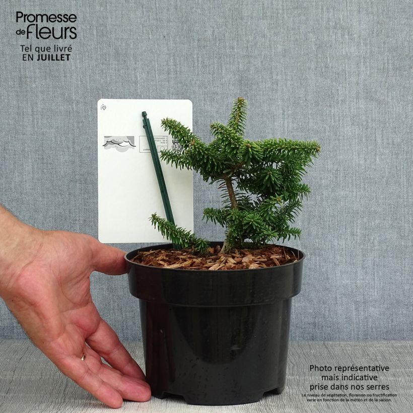 Amostra de Abies balsamea Nana Vaso de 2 L/3 L tal como entregue no verão