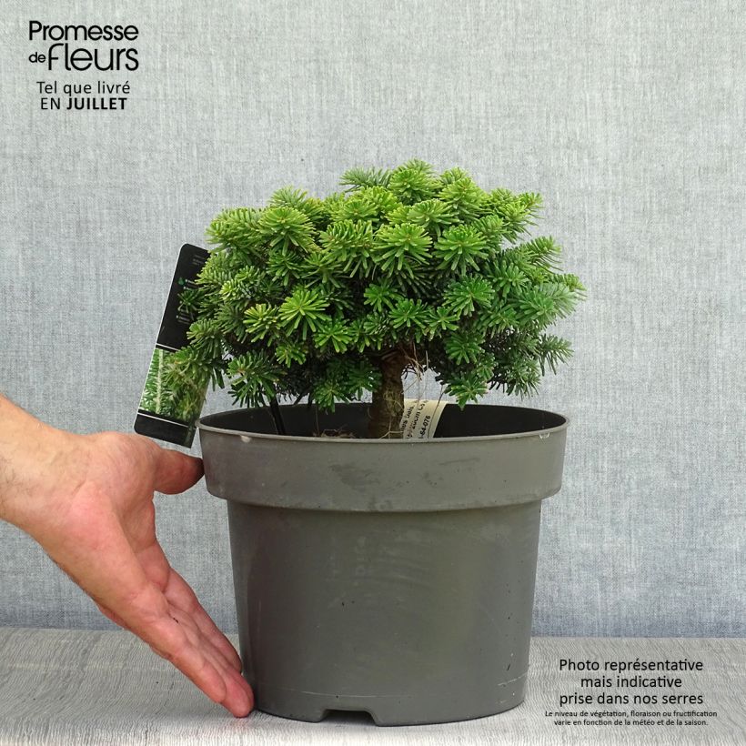 Amostra de Abies balsamea Nana Vaso de 4 L/5 L tal como entregue no verão