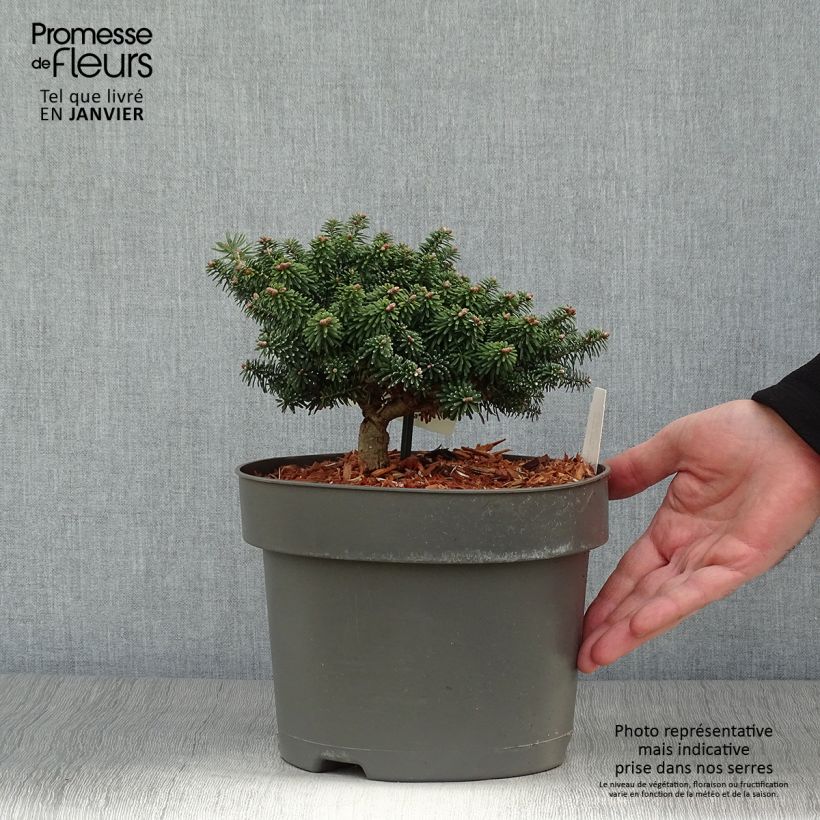 Amostra de Abies balsamea Nana Vaso de 4 L/5 L tal como entregue no inverno