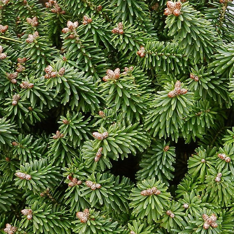 Abies balsamea Piccolo (Folhagem)