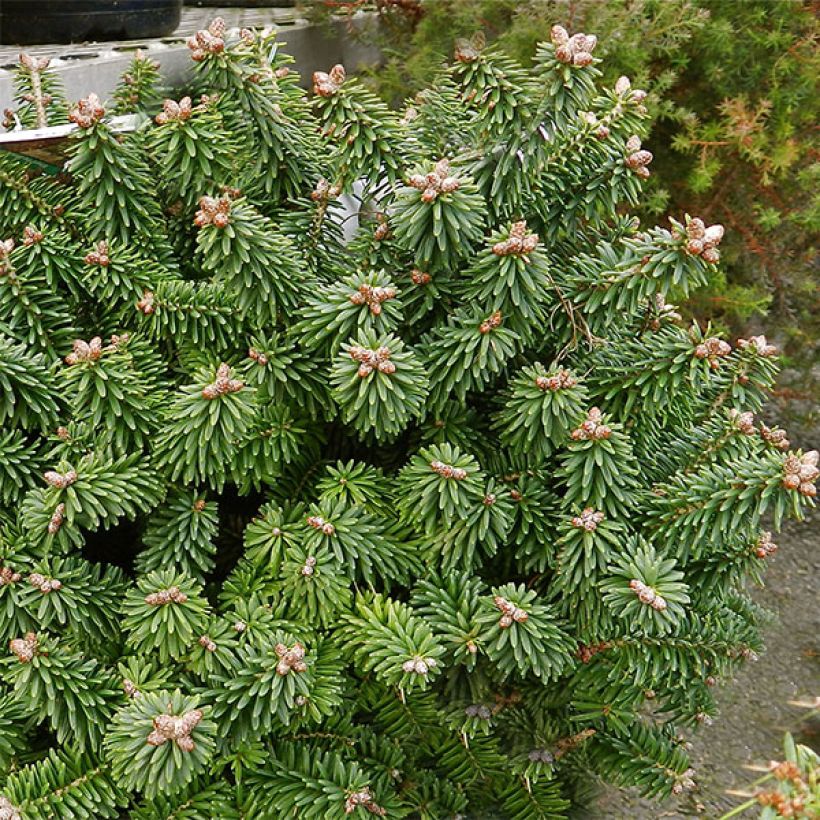 Abies balsamea Piccolo (Hábito)