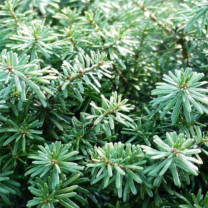 Abies koreana Cis (Folhagem)