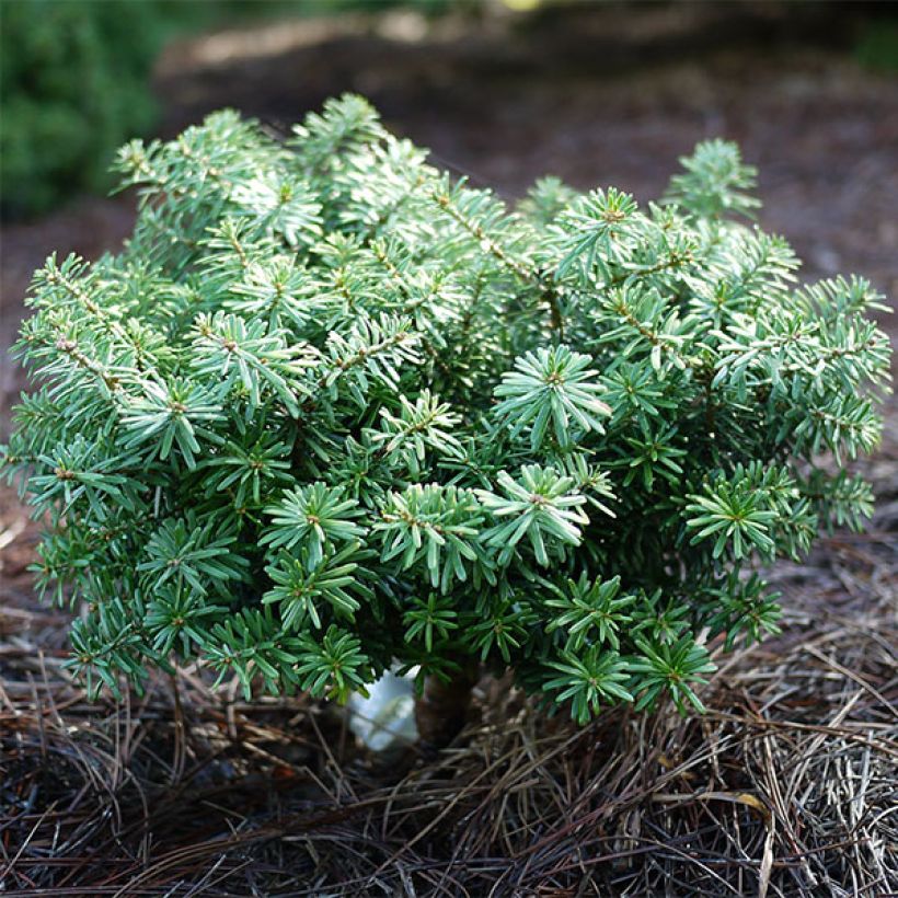 Abies koreana Cis (Hábito)