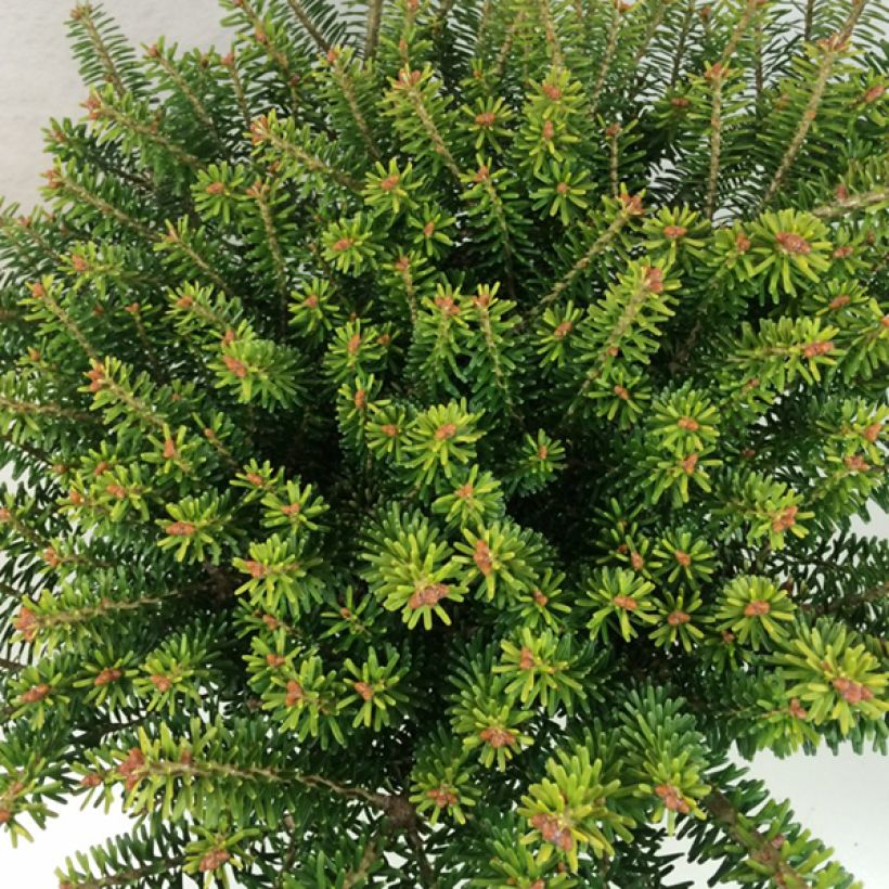 Abies koreana Luminetta (Folhagem)