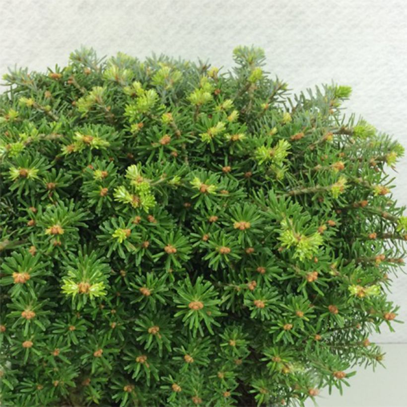 Abies koreana Nadelkissen (Hábito)