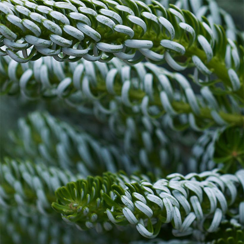 Abies koreana Silberlocke (Folhagem)