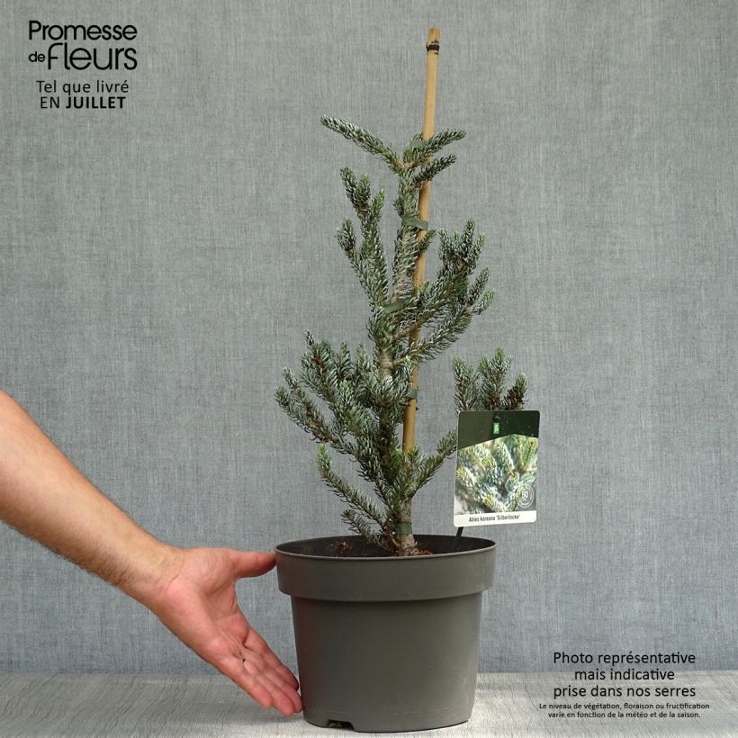 Amostra de Abies koreana Silberlocke Vaso de 4 L/5 L tal como entregue no verão