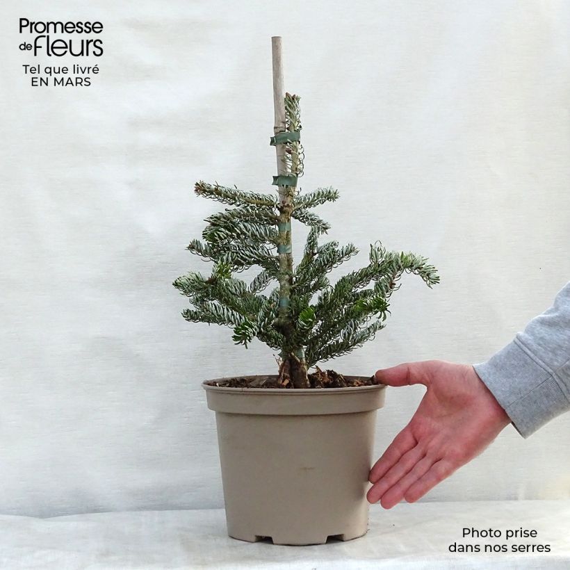 Amostra de Abies koreana Silberlocke Vaso de 4 L/5 L tal como entregue na primavera