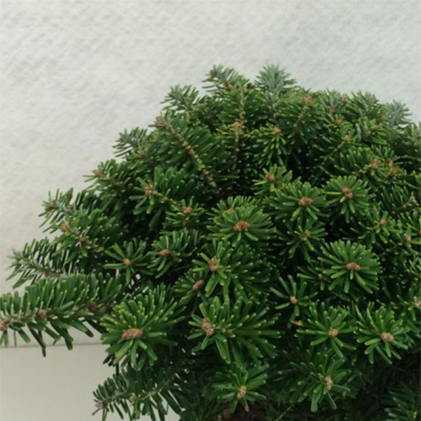 Abies koreana Tundra (Hábito)