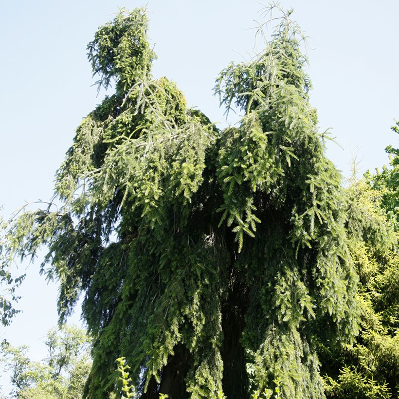 Abies nordmanniana Pendula (Hábito)