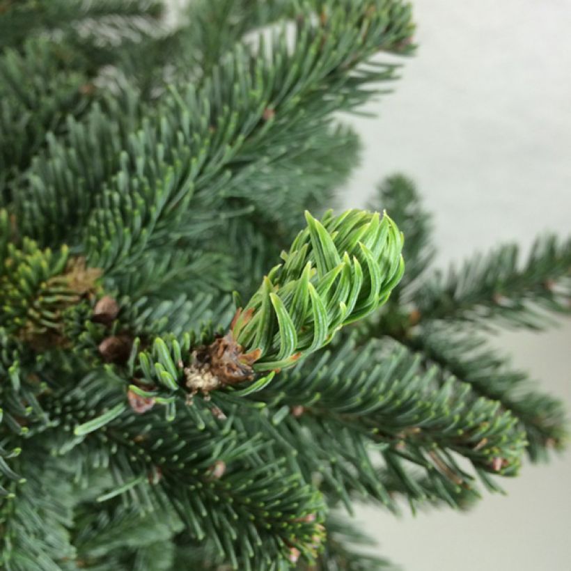 Abies procera Bizarro (Folhagem)