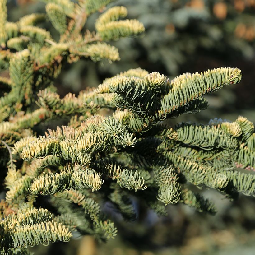 Abies procera Sherwoodii (Folhagem)