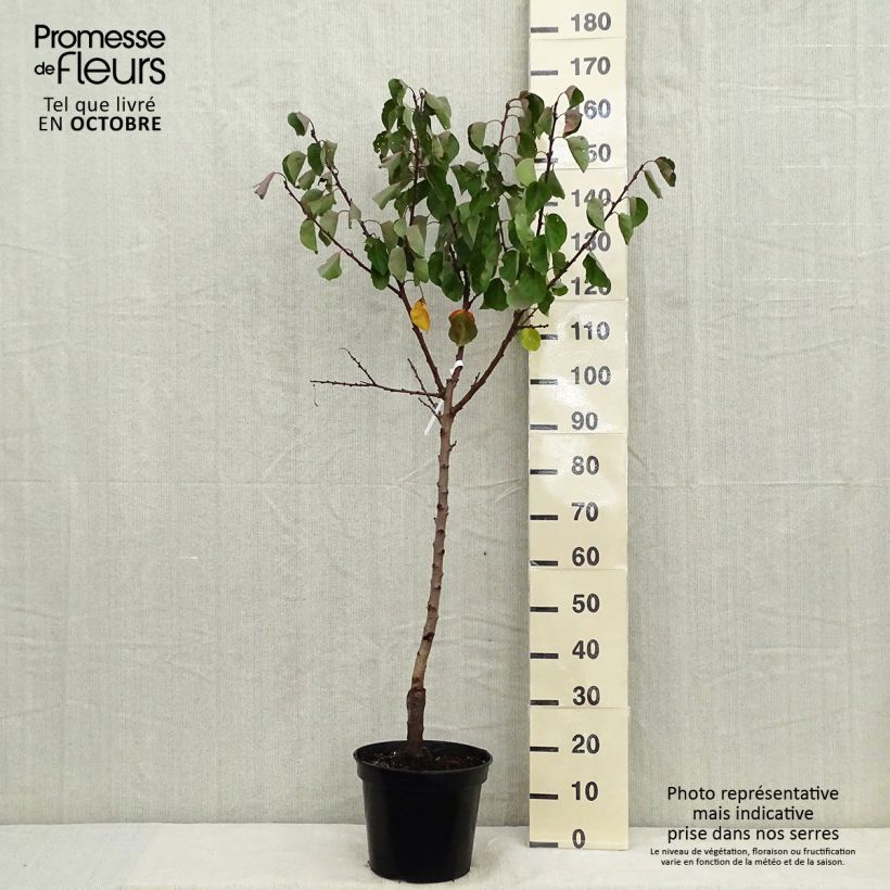 Amostra de Damasqueiro Bergeron - Prunus armeniaca Vaso de 7,5 L/10 L, Copo tal como entregue no outono