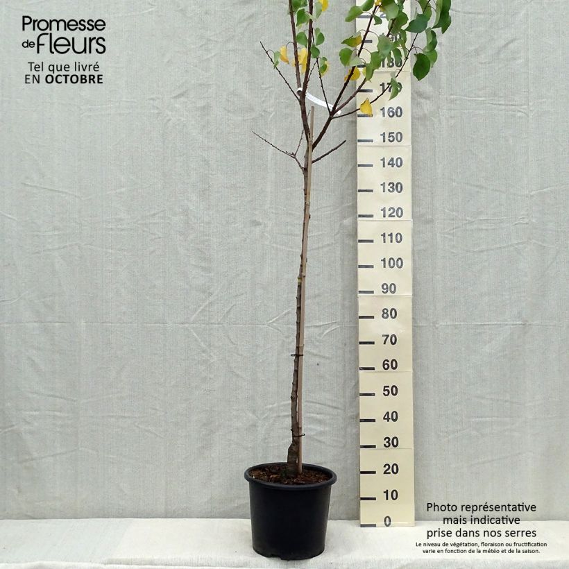 Amostra de Damasqueiro Bergeron - Prunus armeniaca Vaso de 7,5 L/10 L, Meia haste tal como entregue no outono