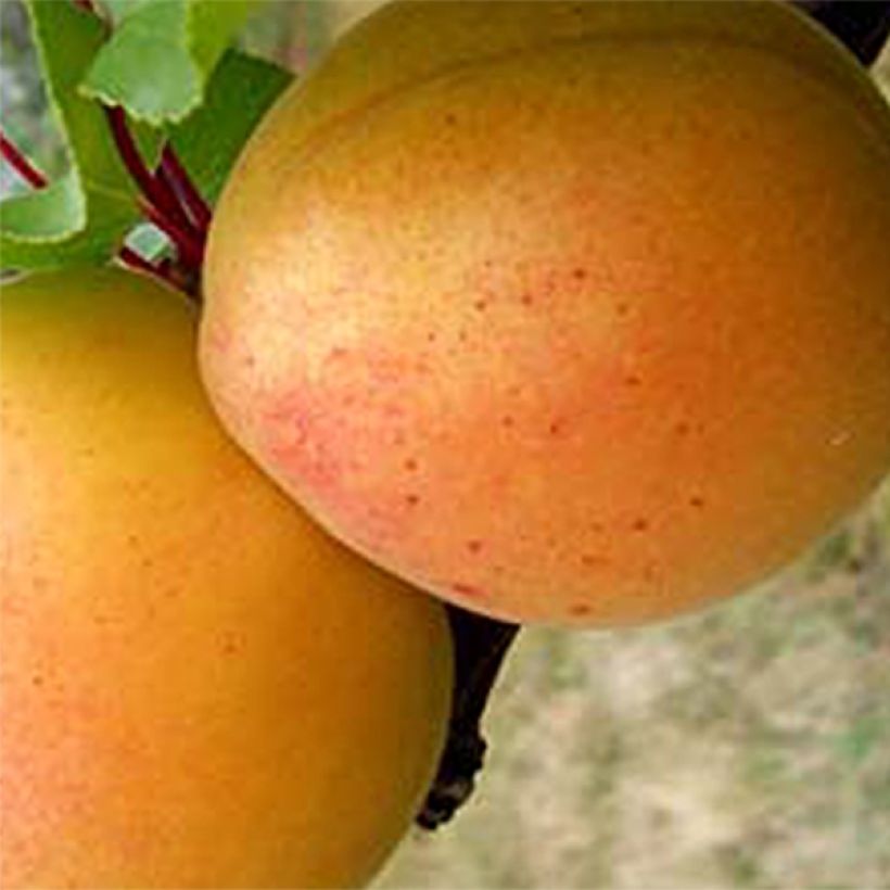 Damasqueiro Canino Bio - Prunus armeniaca (Colheita)