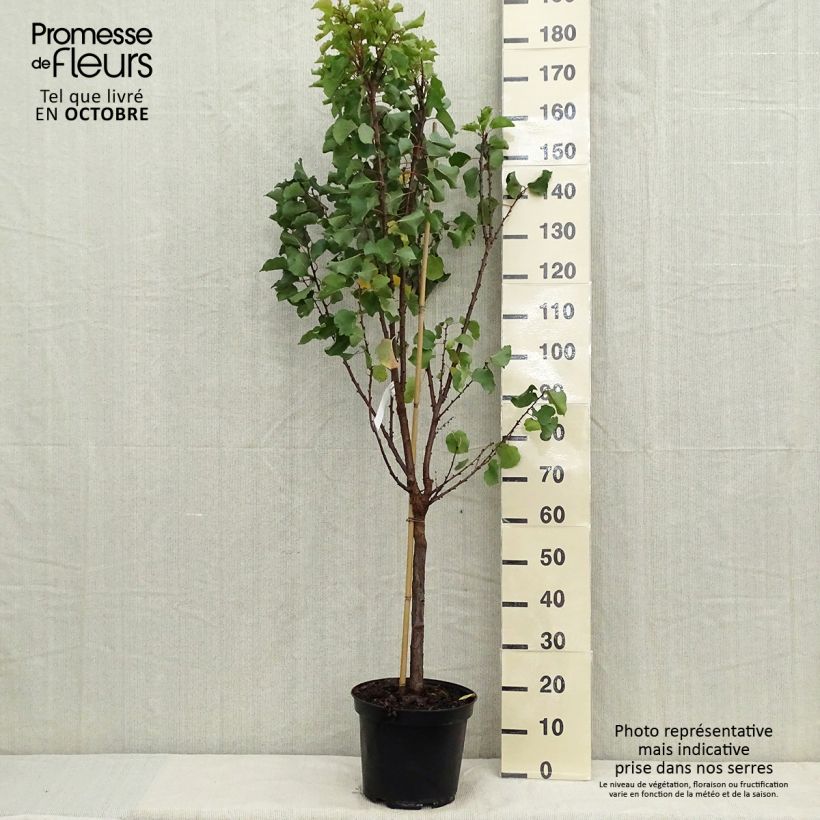 Amostra de Damasqueiro Canino - Prunus armeniaca Vaso de 7,5 L/10 L, Copo tal como entregue no outono