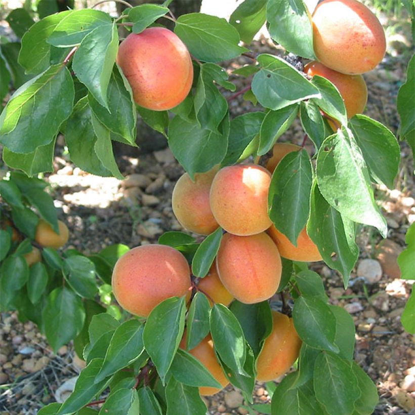 Damasqueiro Flavor Cot - Prunus armeniaca (Colheita)