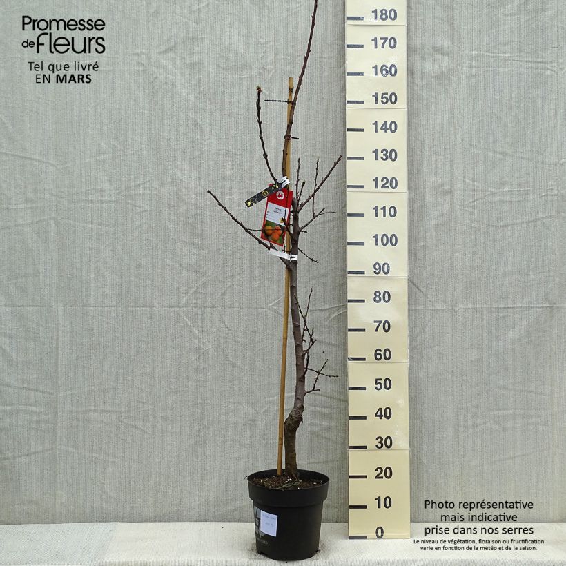 Amostra de Damasqueiro Goldrich - Prunus armeniaca Vaso de 7,5 L/10 L, Copo tal como entregue na primavera