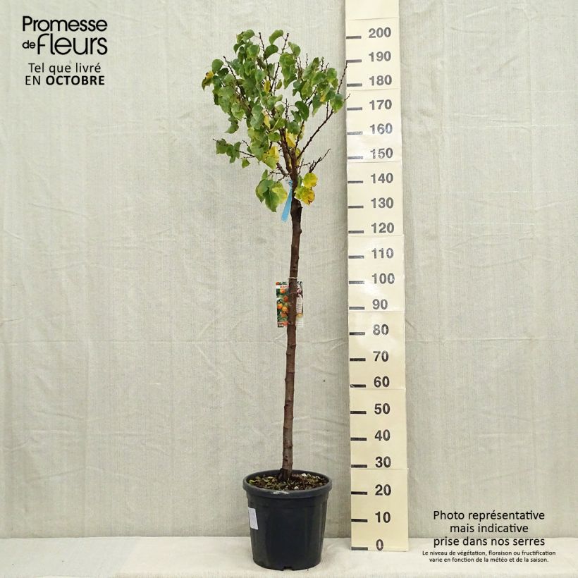 Amostra de Damasqueiro Hargrand - Prunus armeniaca Vaso de 12 L/15 L, Meia haste tal como entregue no outono