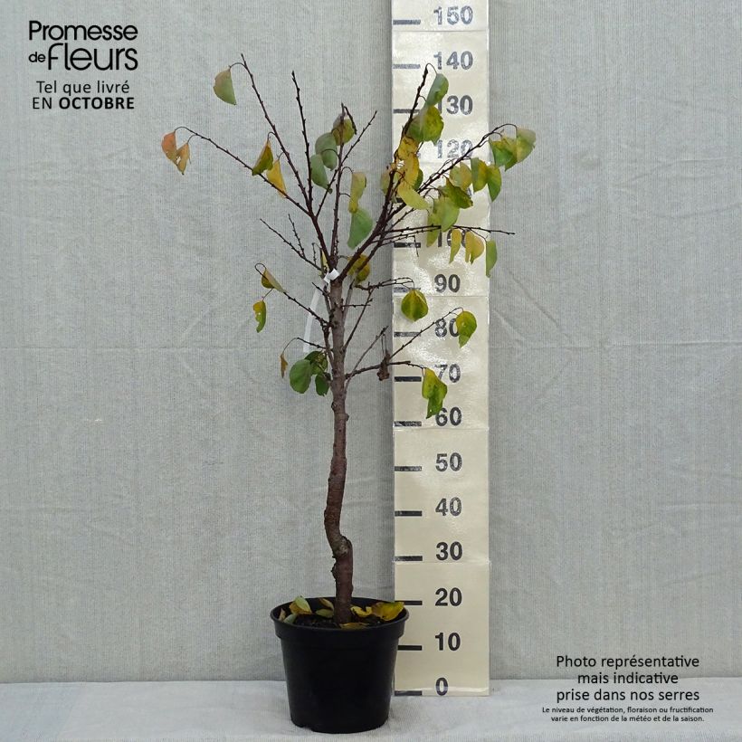 Amostra de Damasqueiro Hargrand - Prunus armeniaca Vaso de 7,5 L/10 L, Copo tal como entregue no outono