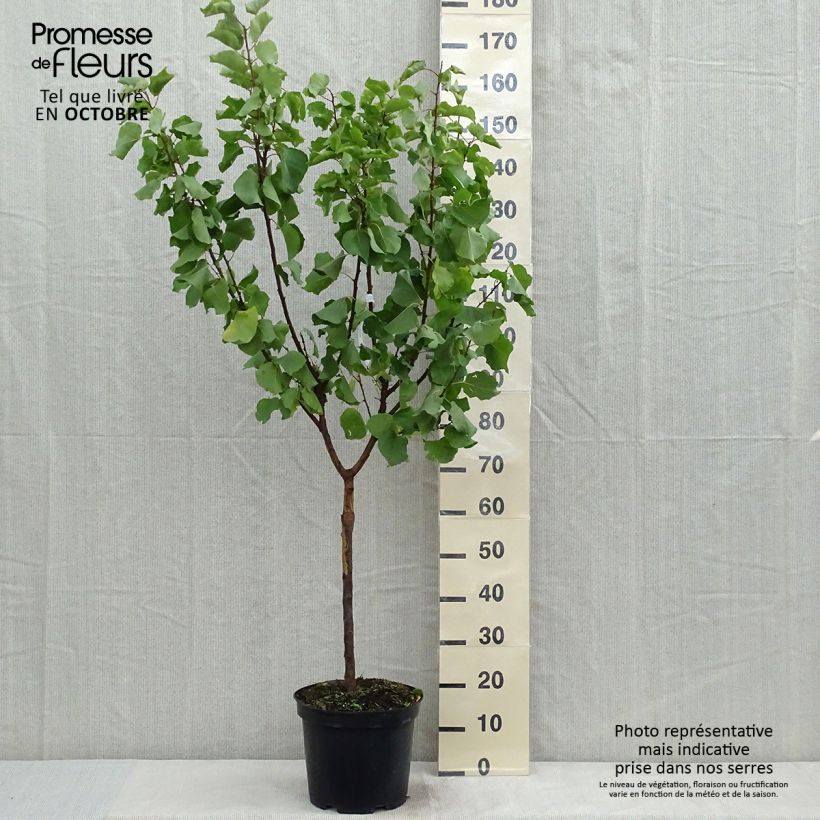 Amostra de Damasqueiro Luizet - Prunus armeniaca Vaso de 7,5 L/10 L, Copo tal como entregue no outono