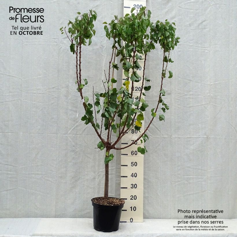 Amostra de Damasqueiro Polonês - Prunus armeniaca Vaso de 7,5 L/10 L, Copo tal como entregue no outono