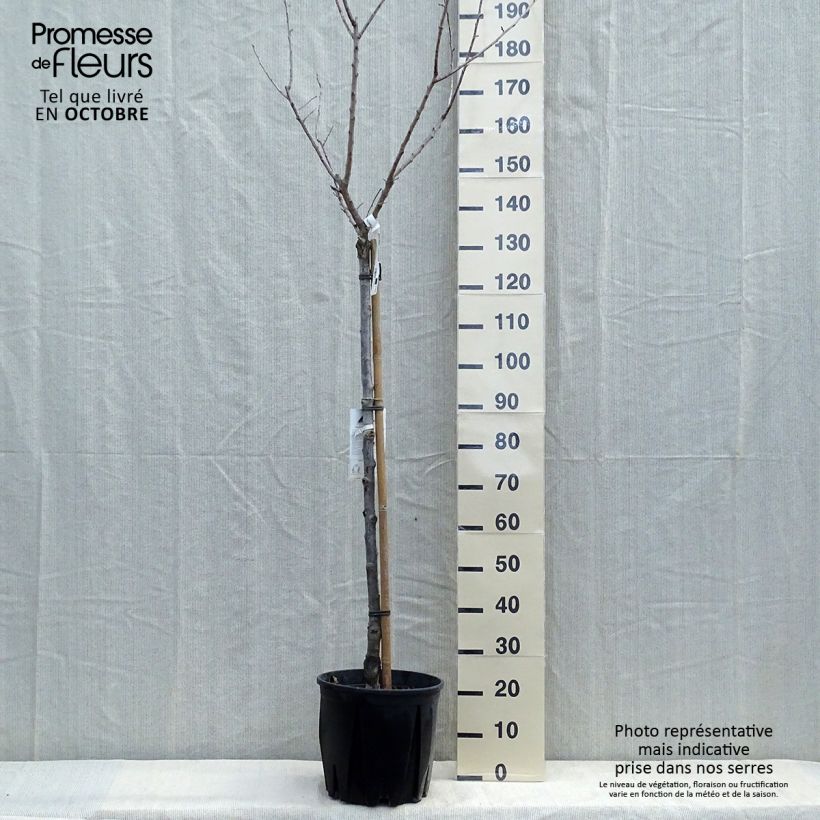 Amostra de Damasqueiro Bulida - Prunus armeniaca Vaso de 7,5 L/10 L, Meia haste tal como entregue no outono
