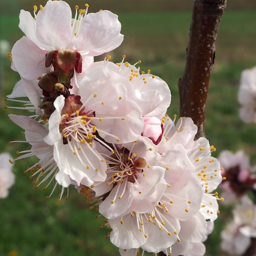 Damasqueiro Harcot - Prunus armeniaca (Floração)