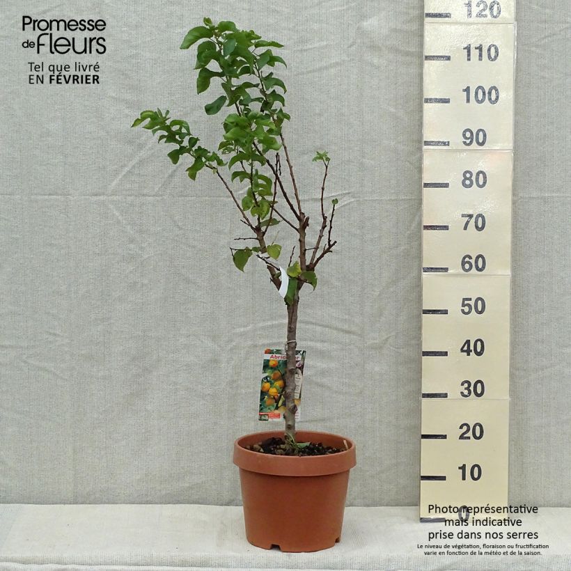 Amostra de Damasqueiro-anão Nanum - Prunus armeniaca Vaso de 7,5 L/10 L, Anão tal como entregue no outono
