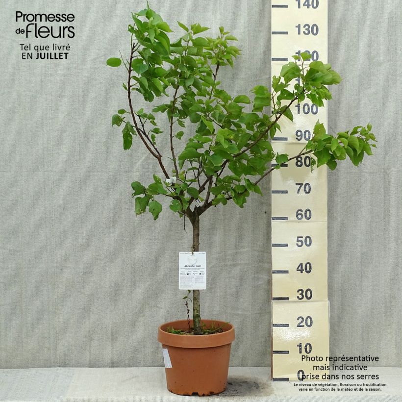 Amostra de Damasqueiro-anão Nanum - Prunus armeniaca Vaso de 7,5 L/10 L, Anão tal como entregue no verão