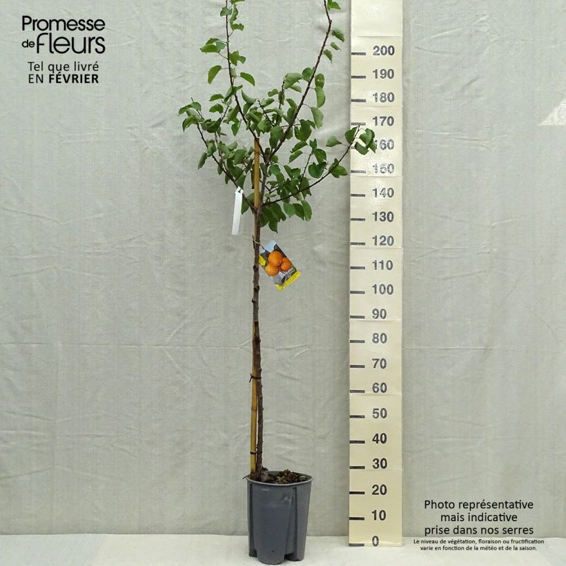 Amostra de Damasqueiro Pêssego de Nancy - Prunus armeniaca Vaso de 7,5 L/10 L, Meia haste tal como entregue no outono