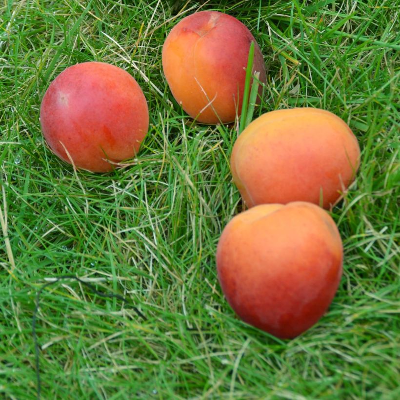 Damasqueiro Rouge Tardif Delbard Georges Delbard - Prunus armeniaca (Colheita)