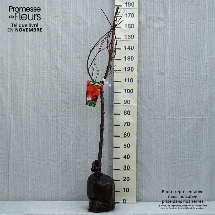 Amostra de Damasqueiro Rouge Tardif Delbard Georges Delbard - Prunus armeniaca Torrão "Pronto a plantar", Copo tal como entregue no outono