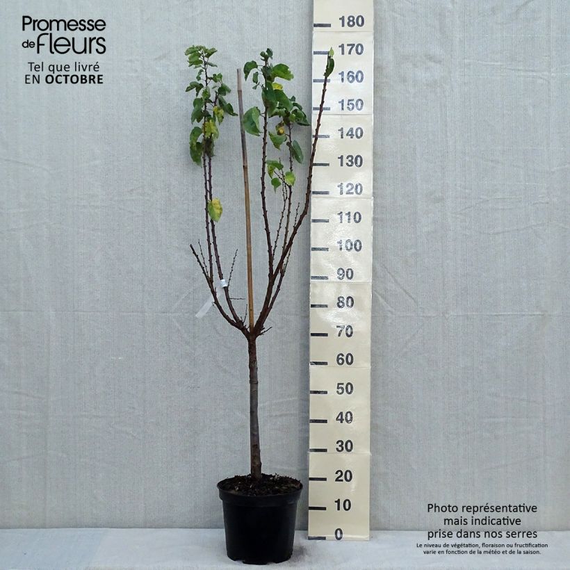 Amostra de Damasqueiro Vermelho do Roussillon - Prunus armeniaca Vaso de 7,5 L/10 L, Copo tal como entregue no outono
