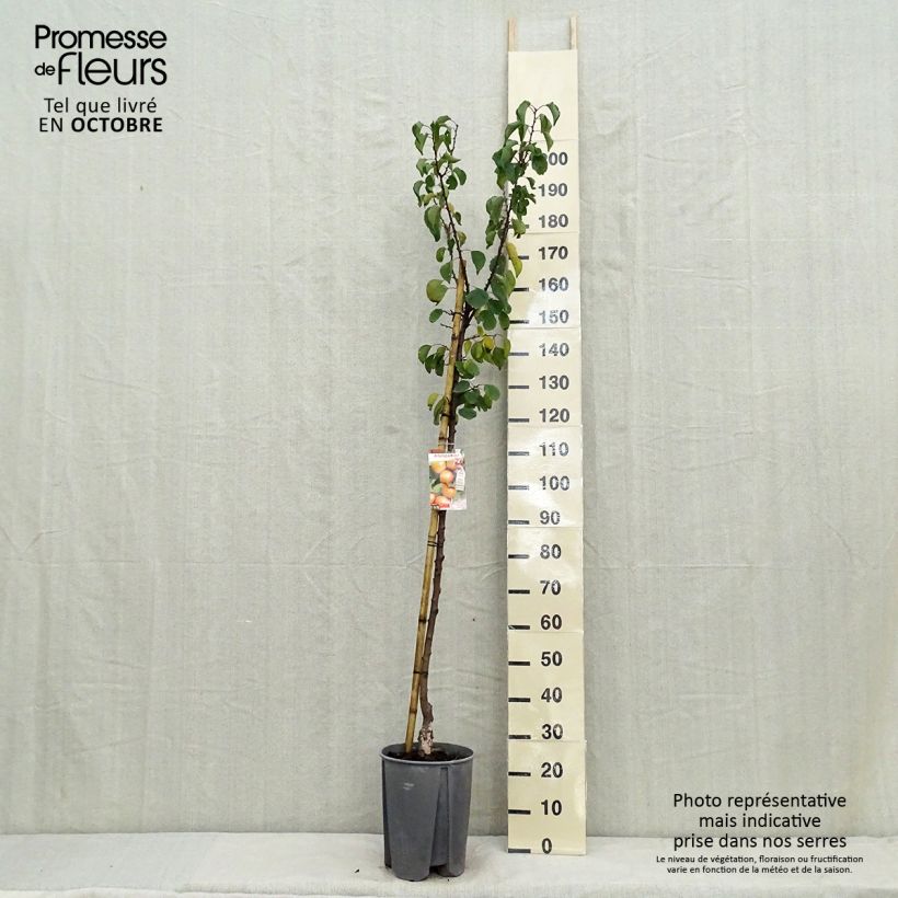Amostra de Damasqueiro Royal - Prunus armeniaca Vaso de 7,5 L/10 L, Meia haste tal como entregue no outono